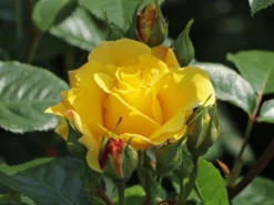Strauchrose 'Lichtkönigin Lucia' ® 22 Strauchrose 'Lichtkönigin Lucia' ® -Deutschland Garten Funk Verkaufs-Shop strauchrose lichtkoenigin lucia m002630 w 8