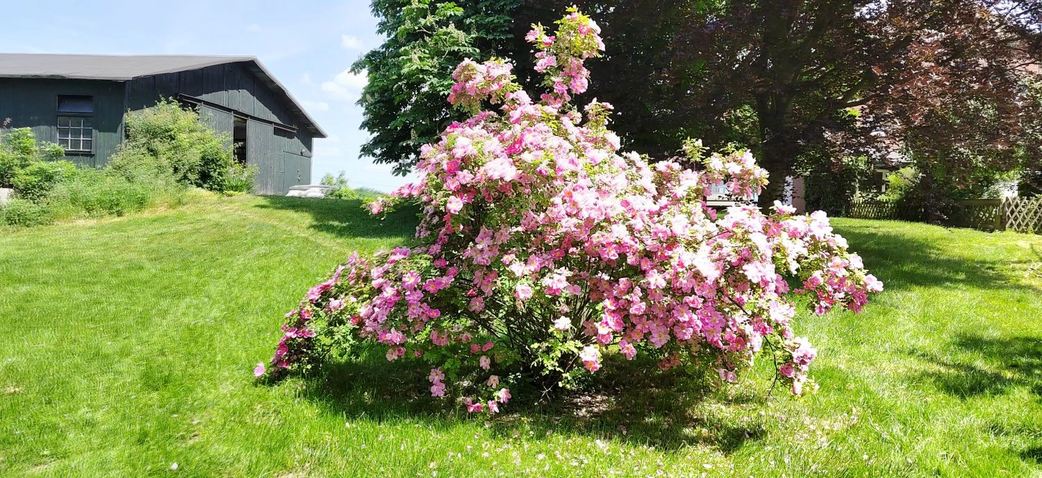 Strauchrose 'Marguerite Hilling' 7 Strauchrose 'Marguerite Hilling' – Bild 7