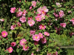 Strauchrose 'Marguerite Hilling'