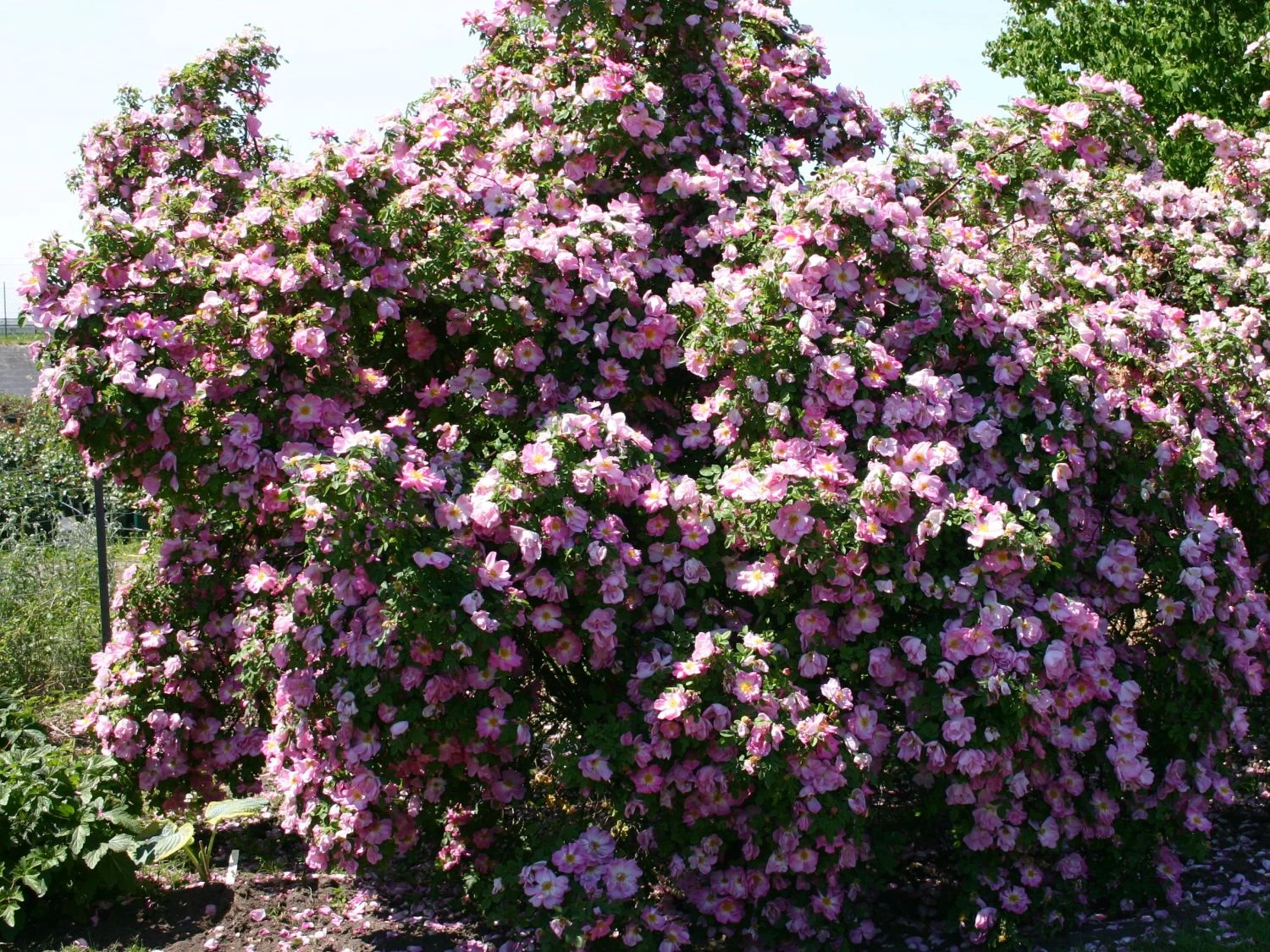 Strauchrose 'Marguerite Hilling' 4 Strauchrose 'Marguerite Hilling' – Bild 4