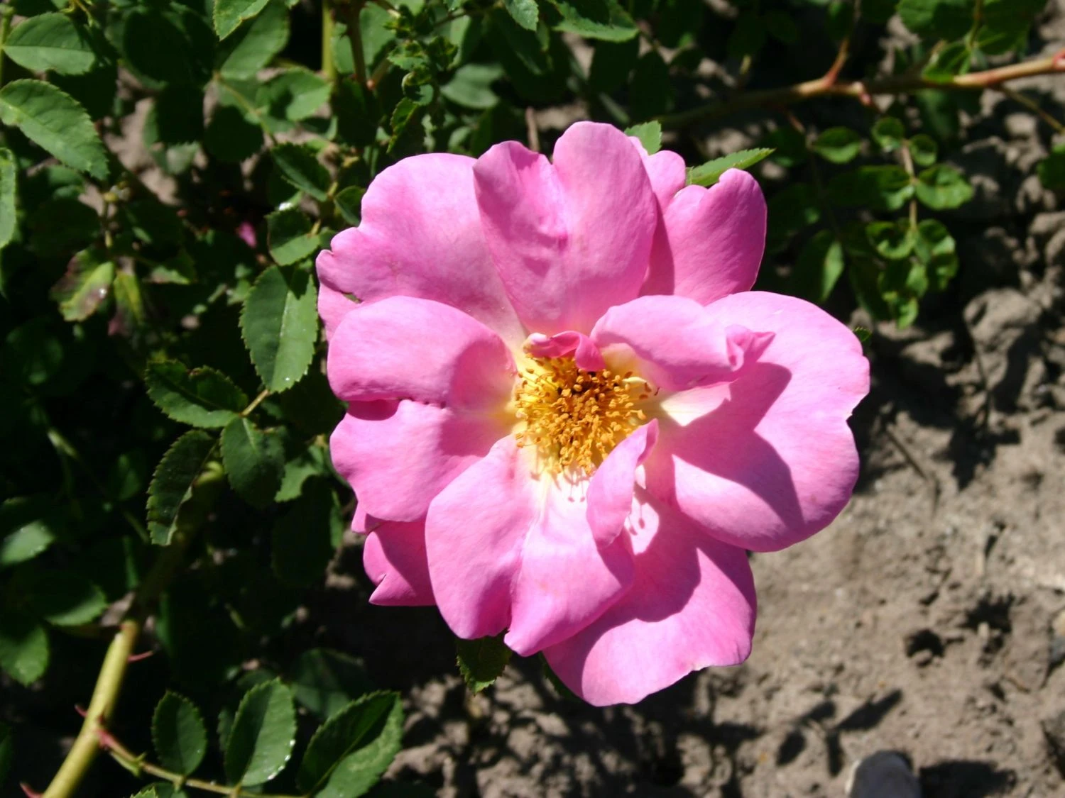 Strauchrose 'Marguerite Hilling' 5 Strauchrose 'Marguerite Hilling' – Bild 5