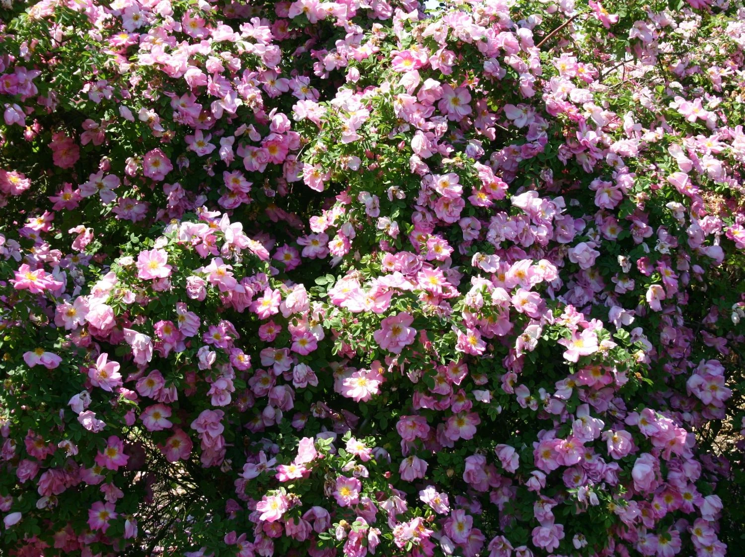 Strauchrose 'Marguerite Hilling' 6 Strauchrose 'Marguerite Hilling' – Bild 6