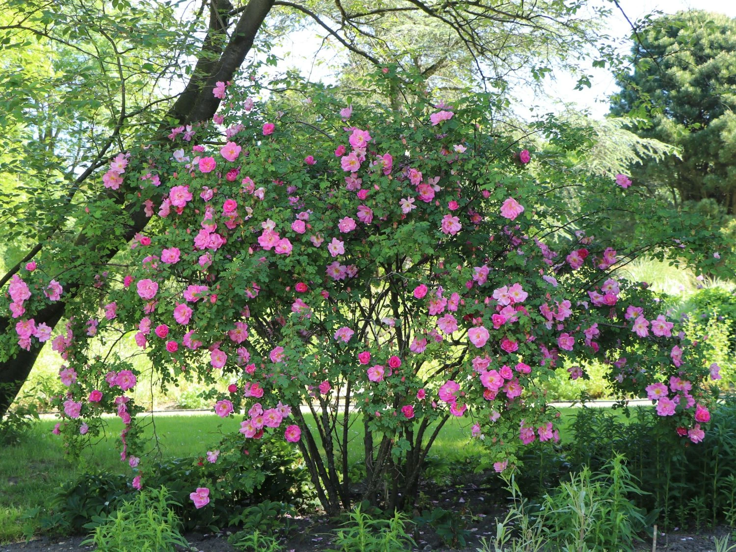 Strauchrose 'Marguerite Hilling' 2 Strauchrose 'Marguerite Hilling' – Bild 2