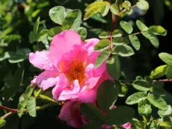 Strauchrose 'Marguerite Hilling' 9 Strauchrose 'Marguerite Hilling' -Deutschland Garten Funk Verkaufs-Shop strauchrose marguerite hilling m003554 w 4