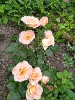 Strauchrose 'Matthias Claudius Rose' -Deutschland Garten Funk Verkaufs-Shop strauchrose matthias claudius rose m111218 961113 0