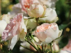 Strauchrose 'Matthias Claudius Rose' -Deutschland Garten Funk Verkaufs-Shop strauchrose matthias claudius rose m111218 w 2