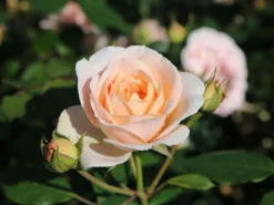 Strauchrose 'Matthias Claudius Rose' -Deutschland Garten Funk Verkaufs-Shop strauchrose matthias claudius rose m111218 w 3