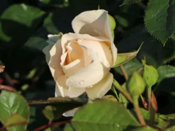 Strauchrose 'Matthias Claudius Rose' -Deutschland Garten Funk Verkaufs-Shop strauchrose matthias claudius rose m111218 w 4