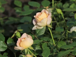 Strauchrose 'Matthias Claudius Rose' -Deutschland Garten Funk Verkaufs-Shop strauchrose matthias claudius rose m111218 w 5