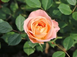 Strauchrose 'Matthias Claudius Rose' -Deutschland Garten Funk Verkaufs-Shop strauchrose matthias claudius rose m111218 w 6