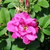 Strauchrose 'Moje Hammarberg'