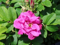 Strauchrose 'Moje Hammarberg'