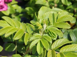 Strauchrose 'Moje Hammarberg' -Deutschland Garten Funk Verkaufs-Shop strauchrose moje hammarberg m009459 w 0