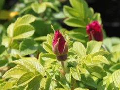 Strauchrose 'Moje Hammarberg' -Deutschland Garten Funk Verkaufs-Shop strauchrose moje hammarberg m009459 w 1