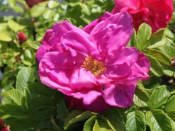 Strauchrose 'Moje Hammarberg' -Deutschland Garten Funk Verkaufs-Shop strauchrose moje hammarberg m009459 w 2