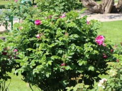 Strauchrose 'Moje Hammarberg' -Deutschland Garten Funk Verkaufs-Shop strauchrose moje hammarberg m009459 w 4