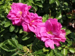 Strauchrose 'Moje Hammarberg' -Deutschland Garten Funk Verkaufs-Shop strauchrose moje hammarberg m009459 w 6