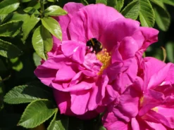 Strauchrose 'Moje Hammarberg' -Deutschland Garten Funk Verkaufs-Shop strauchrose moje hammarberg m009459 w 7