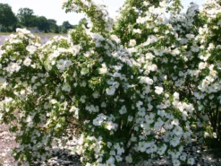 Strauchrose 'Nevada' 9 Strauchrose 'Nevada' -Deutschland Garten Funk Verkaufs-Shop strauchrose nevada m003556 w 0