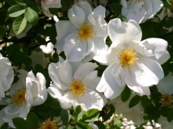 Strauchrose 'Nevada' 10 Strauchrose 'Nevada' -Deutschland Garten Funk Verkaufs-Shop strauchrose nevada m003556 w 1