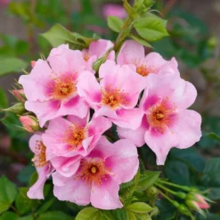 Strauchrose Orienta ® 'Laila' -Deutschland Garten Funk Verkaufs-Shop strauchrose orienta laila m114462 1086583 0