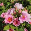 Strauchrose Orienta ® 'Laila'