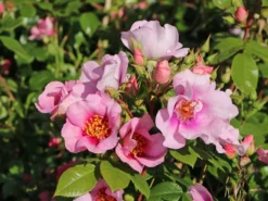 Strauchrose Orienta ® 'Laila'