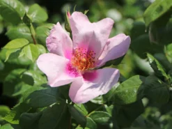 Strauchrose Orienta ® 'Laila' -Deutschland Garten Funk Verkaufs-Shop strauchrose orienta laila m114462 w 0