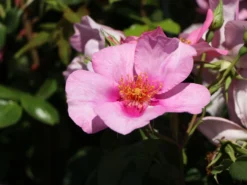 Strauchrose Orienta ® 'Laila' -Deutschland Garten Funk Verkaufs-Shop strauchrose orienta laila m114462 w 1