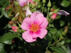 Strauchrose Orienta ® 'Laila' -Deutschland Garten Funk Verkaufs-Shop strauchrose orienta laila m114462 w 2