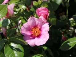 Strauchrose Orienta ® 'Laila' -Deutschland Garten Funk Verkaufs-Shop strauchrose orienta laila m114462 w 3