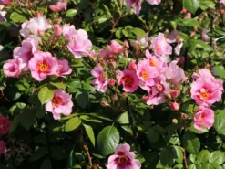 Strauchrose Orienta ® 'Laila' -Deutschland Garten Funk Verkaufs-Shop strauchrose orienta laila m114462 w 4
