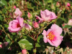 Strauchrose Orienta ® 'Laila' -Deutschland Garten Funk Verkaufs-Shop strauchrose orienta laila m114462 w 5