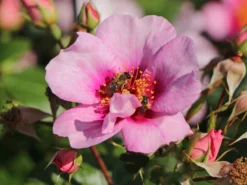 Strauchrose Orienta ® 'Laila' -Deutschland Garten Funk Verkaufs-Shop strauchrose orienta laila m114462 w 8