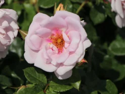 Strauchrose Orienta ® 'Magnolia'