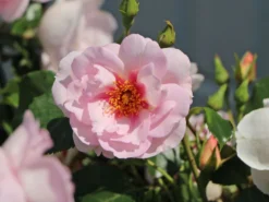 Strauchrose Orienta ® 'Magnolia' -Deutschland Garten Funk Verkaufs-Shop strauchrose orienta magnolia m114460 w 3