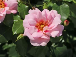 Strauchrose Orienta ® 'Magnolia' -Deutschland Garten Funk Verkaufs-Shop strauchrose orienta magnolia m114460 w 5