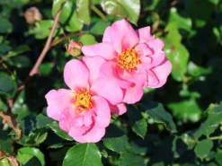 Strauchrose Orienta ® 'Magnolia' -Deutschland Garten Funk Verkaufs-Shop strauchrose orienta magnolia m114460 w 6