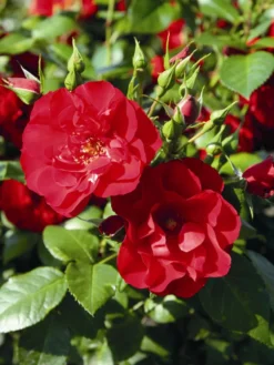 Strauchrose 'Paprika' ® 8 Strauchrose 'Paprika' ® -Deutschland Garten Funk Verkaufs-Shop strauchrose paprika m093521 w 0