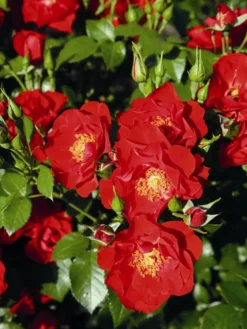 Strauchrose 'Paprika' ® 7 Strauchrose 'Paprika' ® -Deutschland Garten Funk Verkaufs-Shop strauchrose paprika m093521 w 1