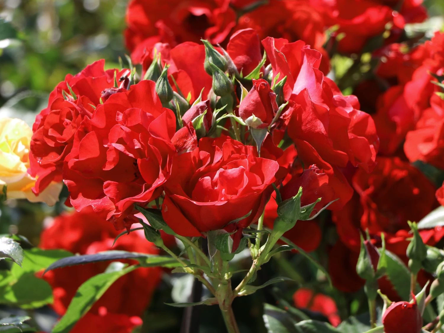 Strauchrose 'Paprika' ® 2 Strauchrose 'Paprika' ® – Bild 2