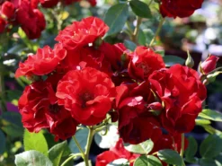 Strauchrose 'Paprika' ® 9 Strauchrose 'Paprika' ® -Deutschland Garten Funk Verkaufs-Shop strauchrose paprika m093521 w 3