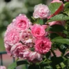 Strauchrose 'Pink Grootendorst'