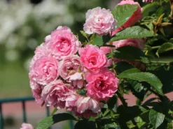 Strauchrose 'Pink Grootendorst'