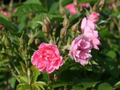 Strauchrose 'Pink Grootendorst' 12 Strauchrose 'Pink Grootendorst' -Deutschland Garten Funk Verkaufs-Shop strauchrose pink grootendorst m002682 w 0