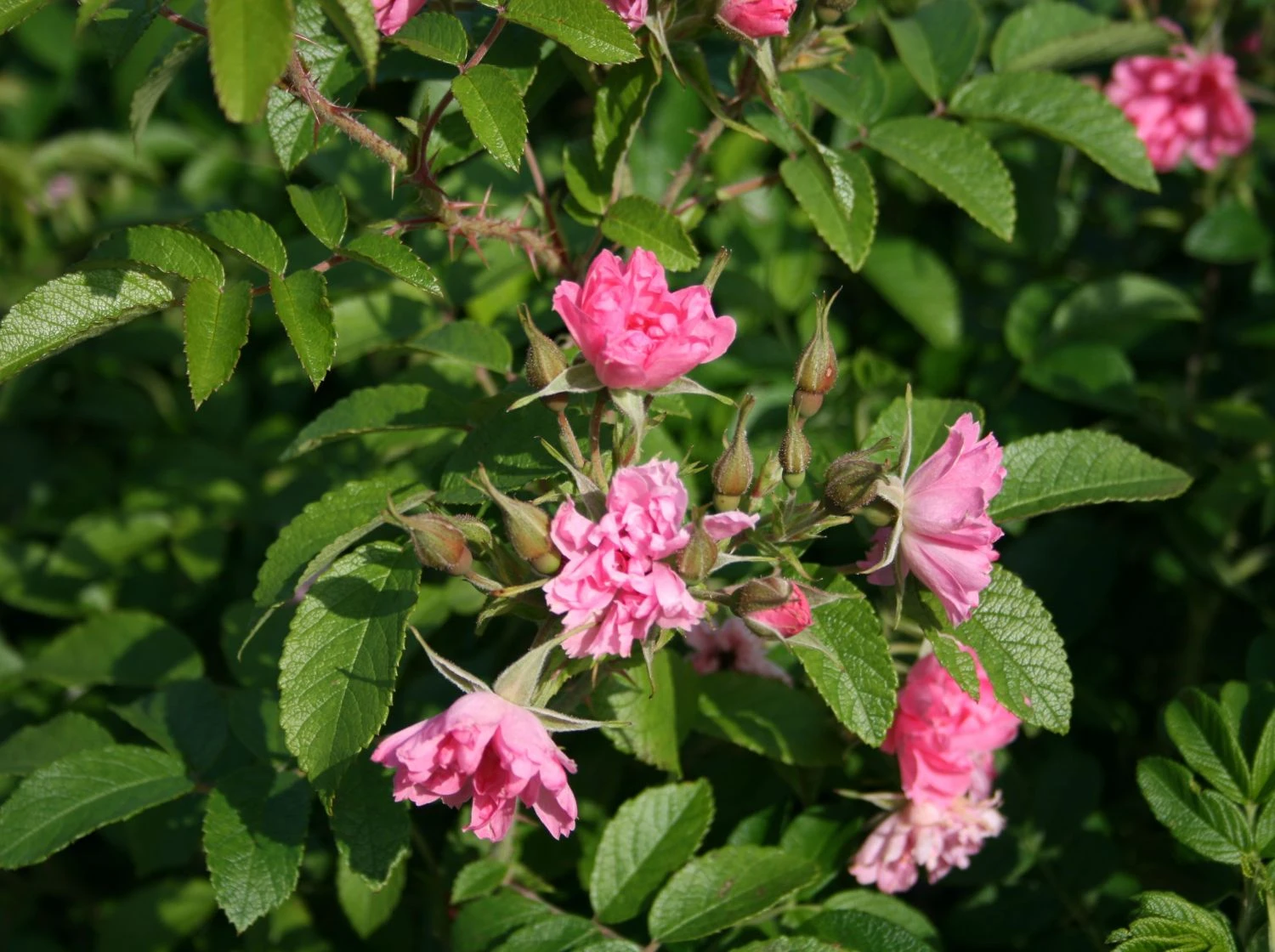 Strauchrose 'Pink Grootendorst' 7 Strauchrose 'Pink Grootendorst' – Bild 7