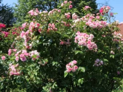 Strauchrose 'Pink Grootendorst' 13 Strauchrose 'Pink Grootendorst' -Deutschland Garten Funk Verkaufs-Shop strauchrose pink grootendorst m002682 w 2