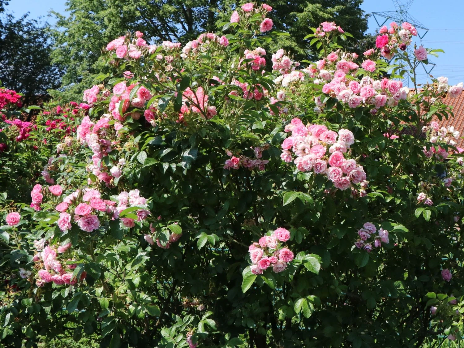 Strauchrose 'Pink Grootendorst' 6 Strauchrose 'Pink Grootendorst' – Bild 6