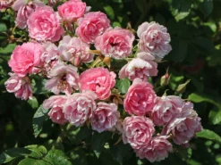 Strauchrose 'Pink Grootendorst' 10 Strauchrose 'Pink Grootendorst' -Deutschland Garten Funk Verkaufs-Shop strauchrose pink grootendorst m002682 w 3