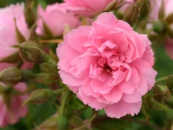 Strauchrose 'Pink Grootendorst' 15 Strauchrose 'Pink Grootendorst' -Deutschland Garten Funk Verkaufs-Shop strauchrose pink grootendorst m002682 w 4